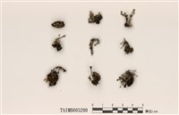 藏品(石蕊屬)的圖片